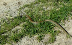 Malpolon monspessulanus