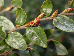 Nothofagus cliffortioides