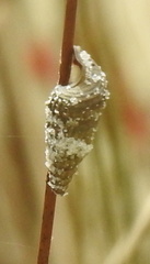 Cerithideopsis scalariformis