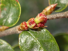 Nothofagus cliffortioides