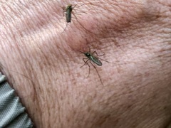 Culicinae