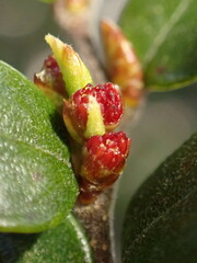 Nothofagus cliffortioides
