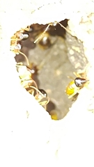 Constrictotermes cyphergaster