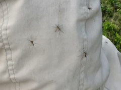 Culicinae