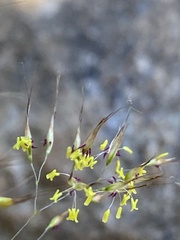 Pentameris pallida