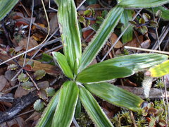 Celmisia spectabilis spectabilis