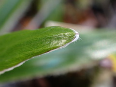 Celmisia spectabilis spectabilis