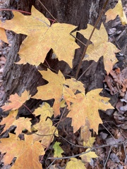 Acer floridanum