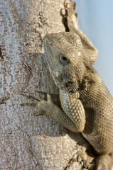 Agama bibronii