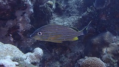Haemulon sciurus