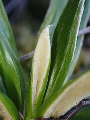 Celmisia spectabilis spectabilis