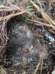 Scolopocryptops spinicaudus