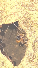 Constrictotermes cyphergaster