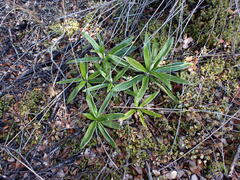 Celmisia spectabilis spectabilis