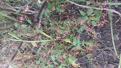 Lopezia racemosa