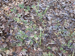 Hypericum hypericoides