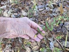 Hypericum hypericoides