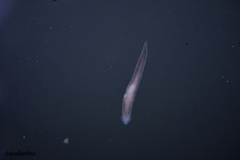 Continenticola