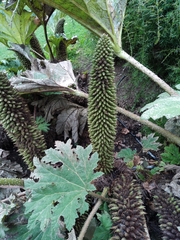 Gunnera manicata