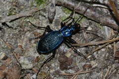 Carabus intricatus