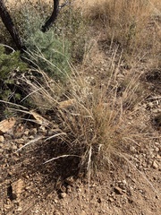 Muhlenbergia rigens