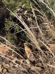 Muhlenbergia rigens