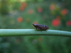 Aphrodes carinatus