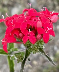 Crusea coccinea