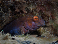 Parablennius marmoreus