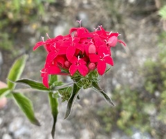 Crusea coccinea