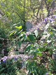 Salvia urolepis