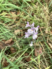 Linaria repens