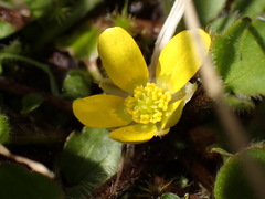 Ranunculus foliosus