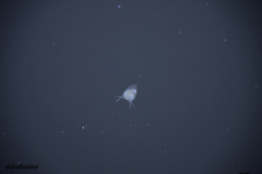 Daphnia