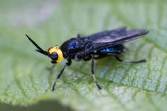 Cyphomyia