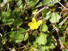 Ranunculus foliosus