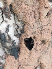 Constrictotermes cyphergaster