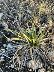 Yucca reverchonii