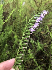 Liatris secunda