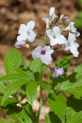 Cardamine heptaphylla