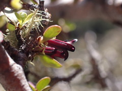 Pittosporum divaricatum