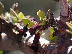 Pittosporum divaricatum