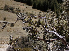Pittosporum divaricatum