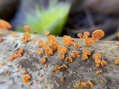Favolaschia