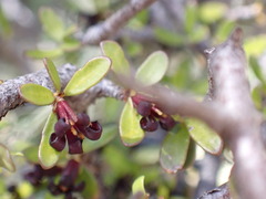 Pittosporum divaricatum