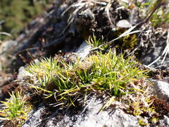 Colobanthus strictus