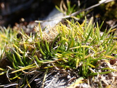 Colobanthus strictus