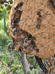 Constrictotermes cyphergaster