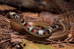 Guatemala Neckband Snake photo 2