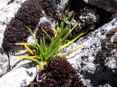 Colobanthus strictus